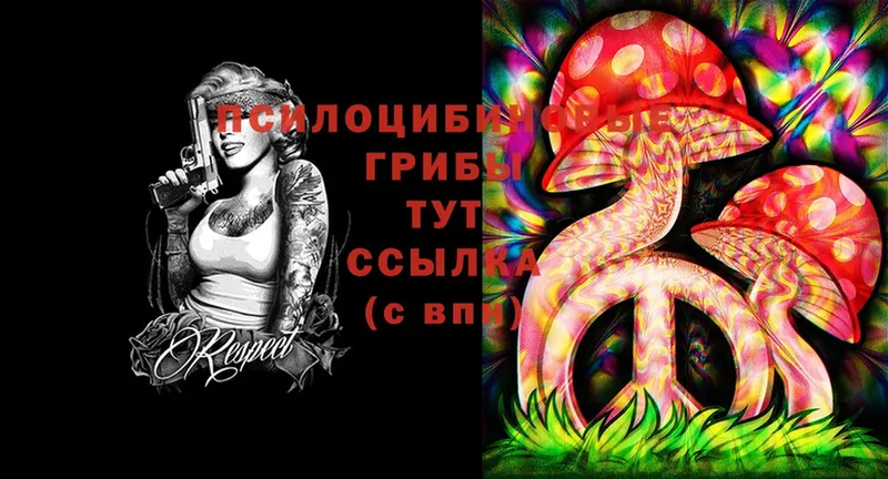 где продают наркотики  Верхняя Тура  Галлюциногенные грибы Psilocybe 